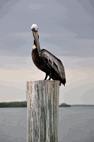 Florida Pelican on Pier