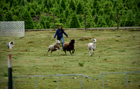 Evergreen State Shetland Sheepdog Herding June 2023 Fri