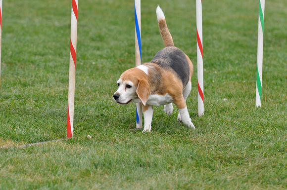 Beagle in the Poles