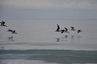 Coastal Flock