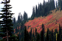 Mountain Reds